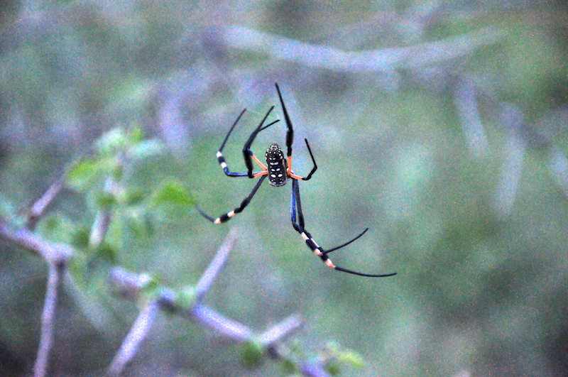 Melanie Heinrich - travel images - Lion Sands Private game reserver Hazyview